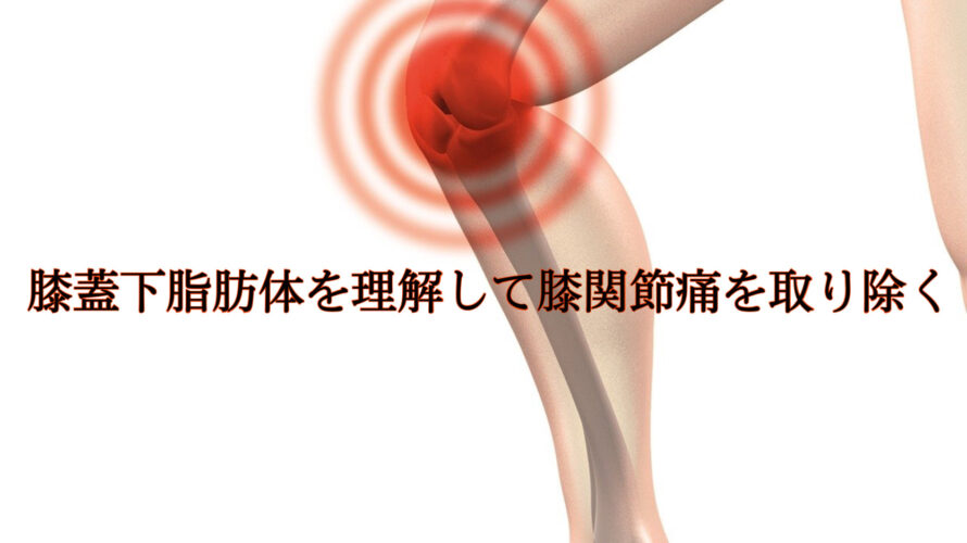 脂肪体を理解して膝関節痛を取り除く！脂肪体特性と膝関節評価・治療方法【膝関節痛は脂肪体を１番に見るべし！】